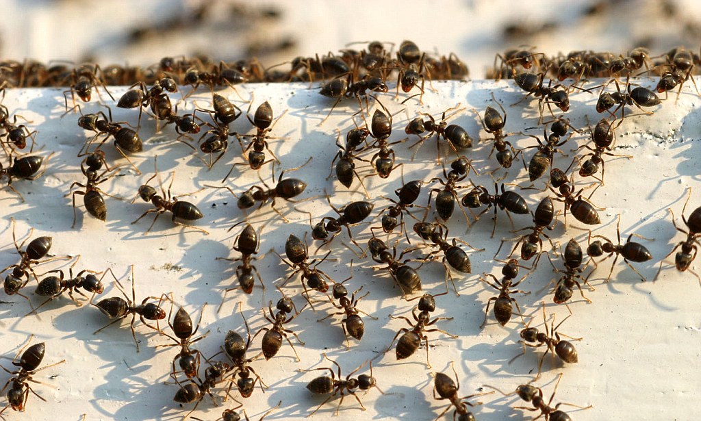 شركة التنفيذ مكافحة النمل الاسود بالرياض